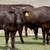 Wagyu & Wagyu Angus Cross Feeder Steers 1 thumbnail