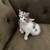 Kittens 1 thumbnail