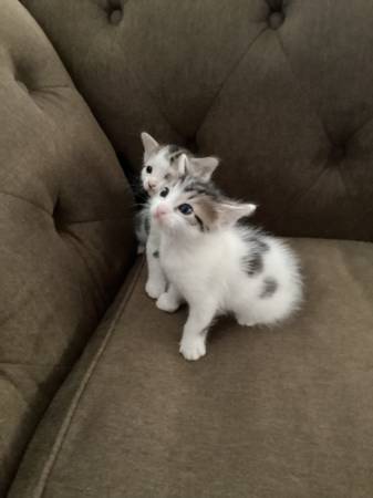 Kittens 1