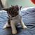 8 week kittens ready for pick up 5 thumbnail
