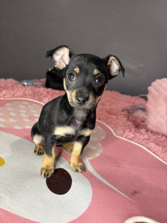 Mini Chihuhaha puppy 1