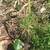Three (3)  Dwarf Cavendish Bananas Trees for only $20
 6 thumbnail