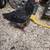 Young Roosters Purebreeds and Barnyard Mixes 3 thumbnail