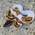 Ball Python-Orange Dream Pied male 3 thumbnail