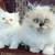 Persians 1 thumbnail