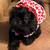 CKC Shihtzu Puppies 2 left 1 thumbnail