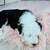 Sheepadoodle 1 thumbnail