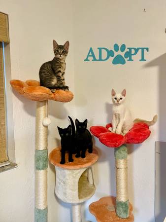 Rescue Kittens for Adoption (Homestead)63685533244675120