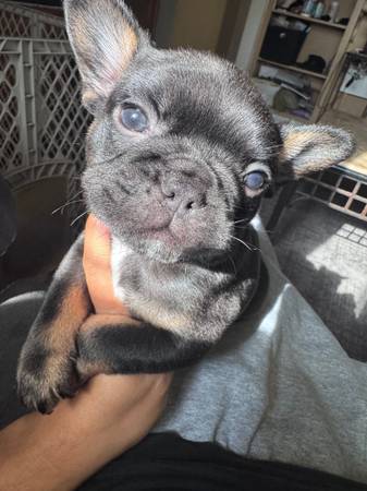 Frenchie puppy 1