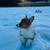 AKC corgis 7 thumbnail
