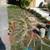 Carrillo's Stump Grinding**same day service available. 4 thumbnail