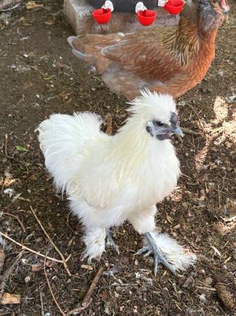 Silkie Rooster (Denver)