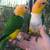 2 Caique Parrots! 2 thumbnail