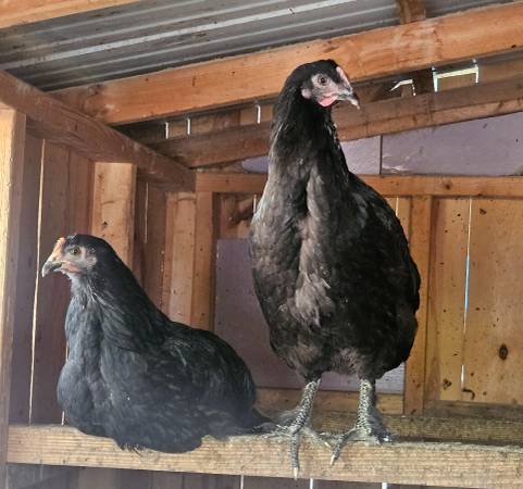 Pullets 1