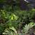 Vegetable Starts 4 thumbnail