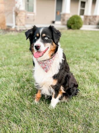 Australian Shepherd 1
