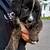 St.Bernard/Border Collie 11 thumbnail