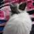 angora/ lion head 9 thumbnail