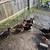 Ducks 1 thumbnail