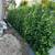 Ficus Nitida Indian laurel privacy hedge 2 thumbnail