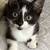 Adopt this Beautiful Kitten! 1 thumbnail