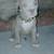 Pitbull xl rednose fawn puppies 7 thumbnail