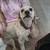 `Free Cockapoo 1 thumbnail
