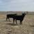 75 Purebred Angus - Cows 4 thumbnail