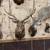 Taxidermy mounts 1 thumbnail