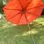 Umbrella-Patio-Orange-8ft Wide 2 thumbnail