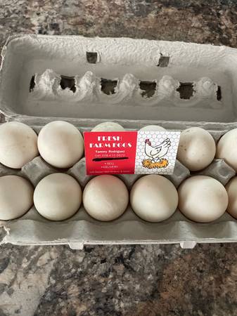 Duck Eggs 1