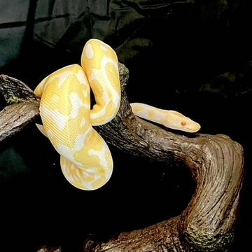 Rehoming Albino Ball Python63896661915011122