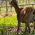Lamancha Goats 5 thumbnail