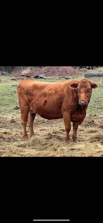 Cows looking for new pasture 1