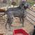 Great Dane 3 thumbnail