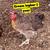 Laying Hens 1 thumbnail