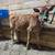 High Quality Jersey Bull Calf. 1 thumbnail
