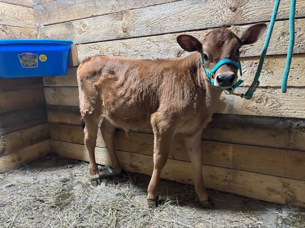 High Quality Jersey Bull Calf. 1
