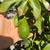 avocado , Sir prize ,steward , ,Pinkerton  , jutano  Fueter ,mexicola 23 thumbnail