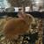 Large rabbit cage, accessories and rabbit 3 thumbnail
