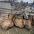 Free Cottonwood Rounds / Firewood 1 thumbnail