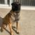 Belgian Malinois Female 3 thumbnail