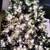 8 foot pre lit Christmas tree 1 thumbnail