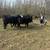Angus bred cattle 5 thumbnail