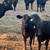 Brangus heifers 1 thumbnail