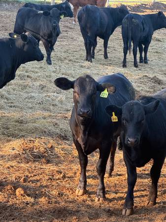 Brangus heifers 1