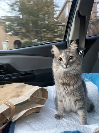 Beautiful sweet cat looking to rehome (San Marcos)63819964910849120