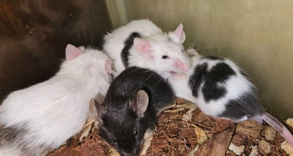 Group of Fancy Mice (Beatrice/DeWitt)63857445024513120