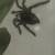 Tarantulas 4 thumbnail