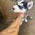 Husky puppies rehoming 9 thumbnail
